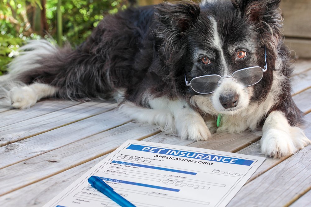 Seguros médicos para mascotas Seguros médicos para mascotas