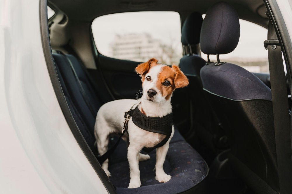 Que cubre un seguro de salud de perros Que cubre un seguro de salud de perros