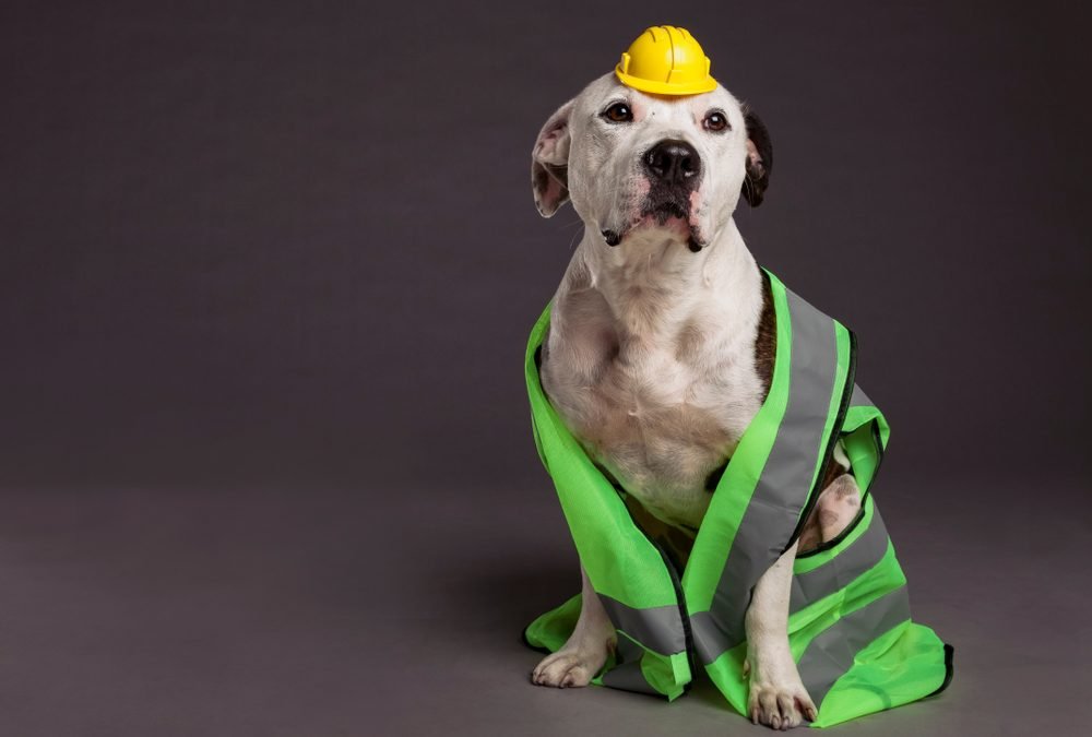 Seguro médico para perros