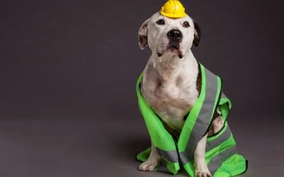 Seguro médico para perros