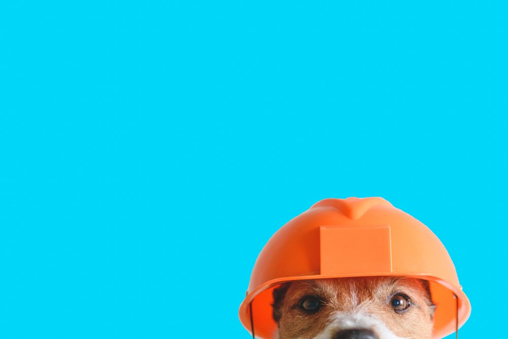 Es obligatorio asegurar a un perro
