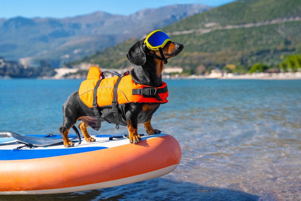 Que perros estan obligados a tener seguro
